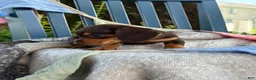 Miniature Dachshund dogs for sale: Tinkerbelle - Ad 11