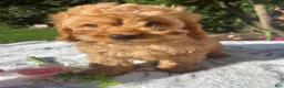 Cockapoo dogs for sale: Queen - Ad 4
