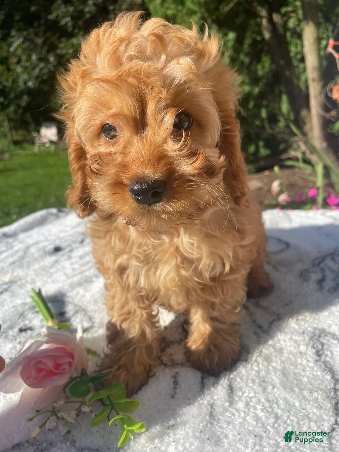 Cockapoo dogs for sale: Queen - Ad 4