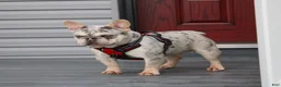 French Bulldog dogs for sale: Marlo - Ad 5