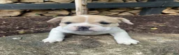 Mixed Breed dogs for sale: Lulu - Ad 4