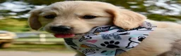 Golden Retriever dogs for sale: Pink Girl 4 - Ad 16