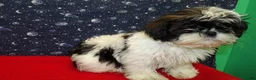 Shih Tzu dogs for sale: Maria - Ad 4