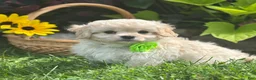 Mixed Breed dogs for sale: Karmel - Ad 6