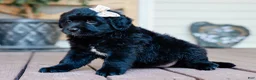 Mixed Breed dogs for sale: Courtney Golden Retriever/Jug Puppy - Ad 3
