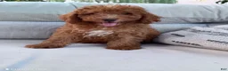Miniature Poodle dogs for sale: Dash  - Ad 2