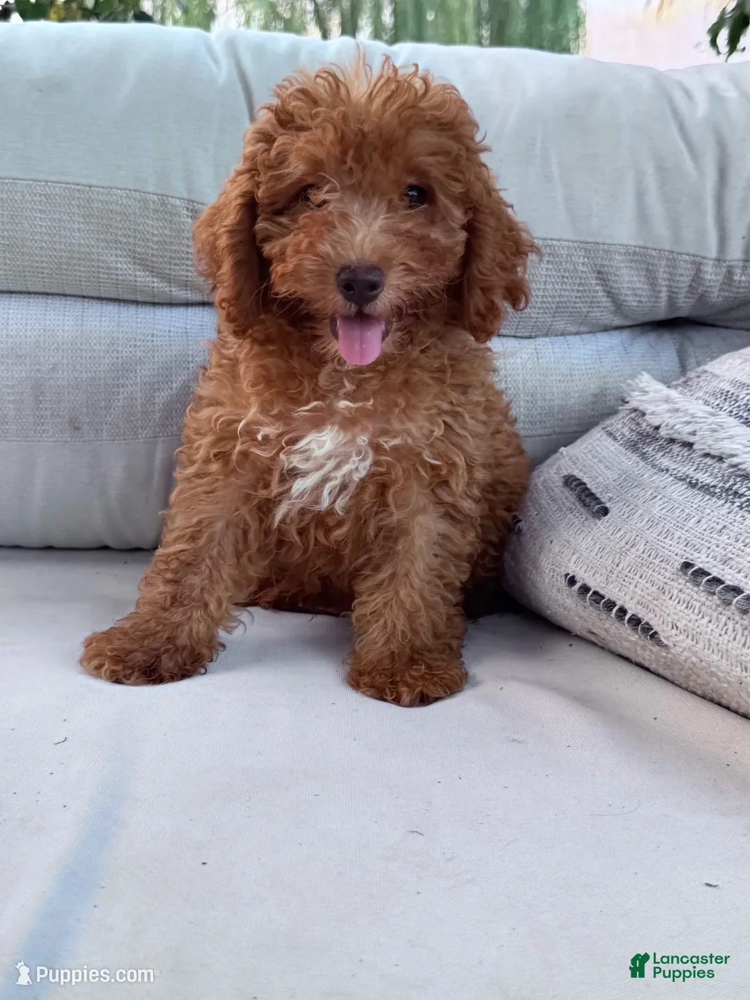 Miniature Poodle dogs for sale: Dash  - Ad 2