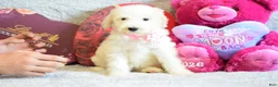 Goldendoodle dogs for sale: Goldendoodle Puppy 8 - Ad 31