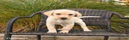 Labrador Retriever dogs for sale: Muffin - Ad 2
