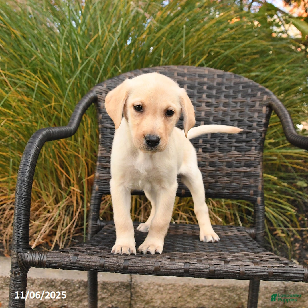 Labrador Retriever dogs for sale: Muffin - Ad 2