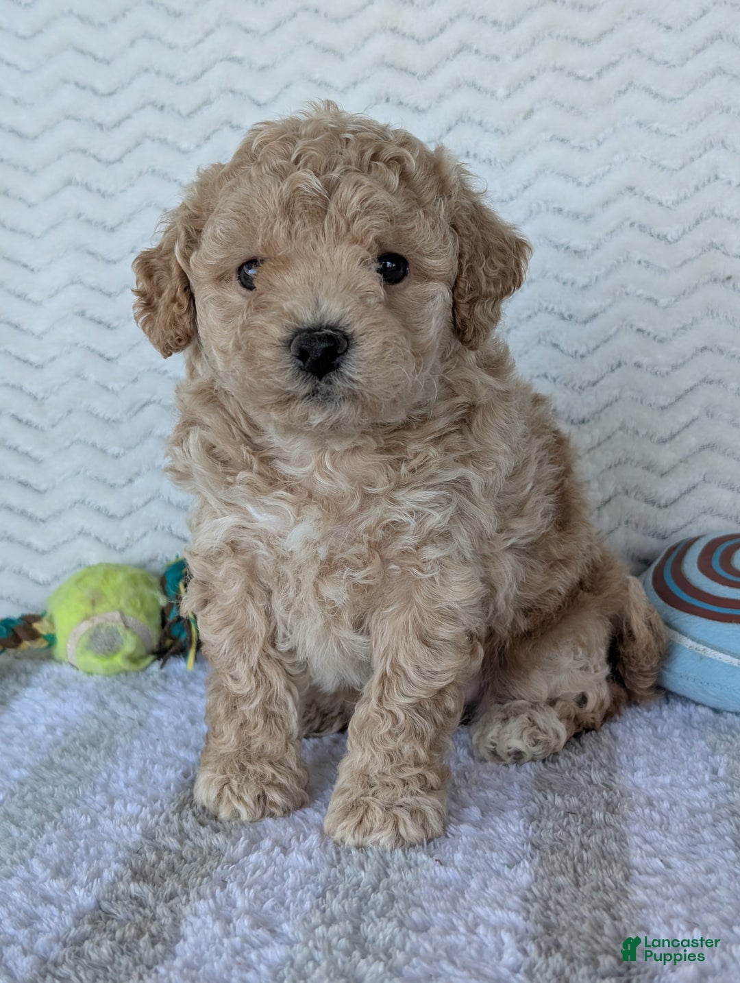 Bichpoo dogs for sale: Darla - Ad 6