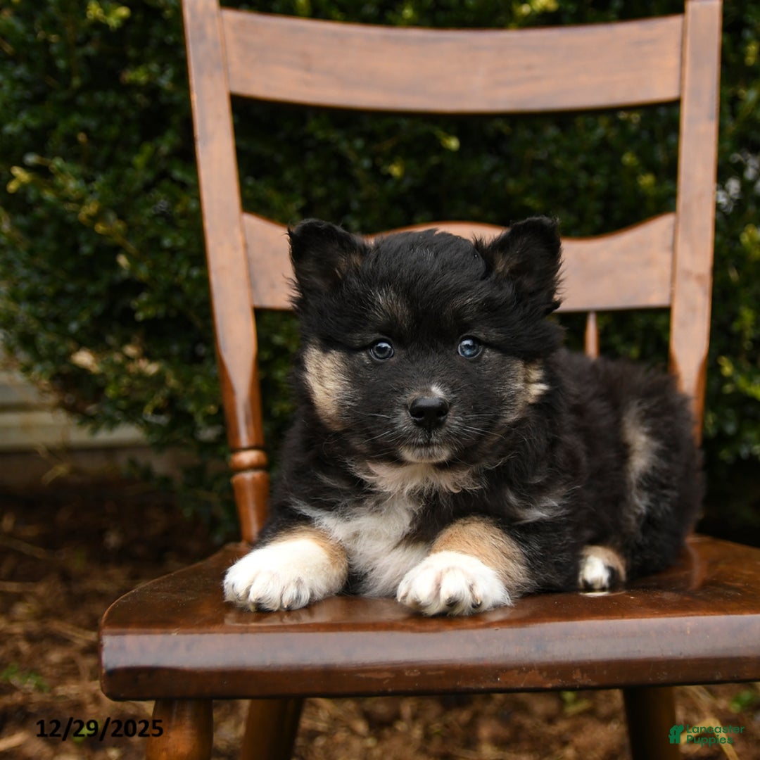 Mixed Breed dogs for sale: Oaks - Ad 1