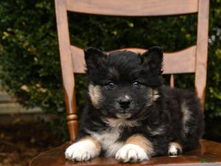 Mixed Breed dogs Oaks - Ad 33