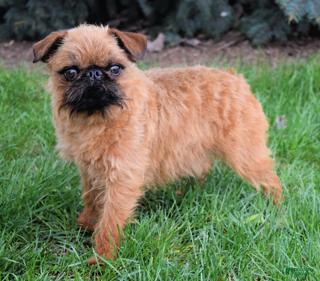 Gallery Image {{count}}