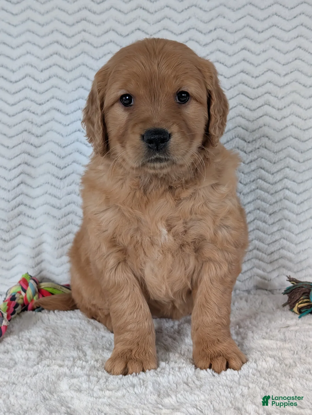 Golden Retriever dogs for sale: Miss Honey  - Ad 8