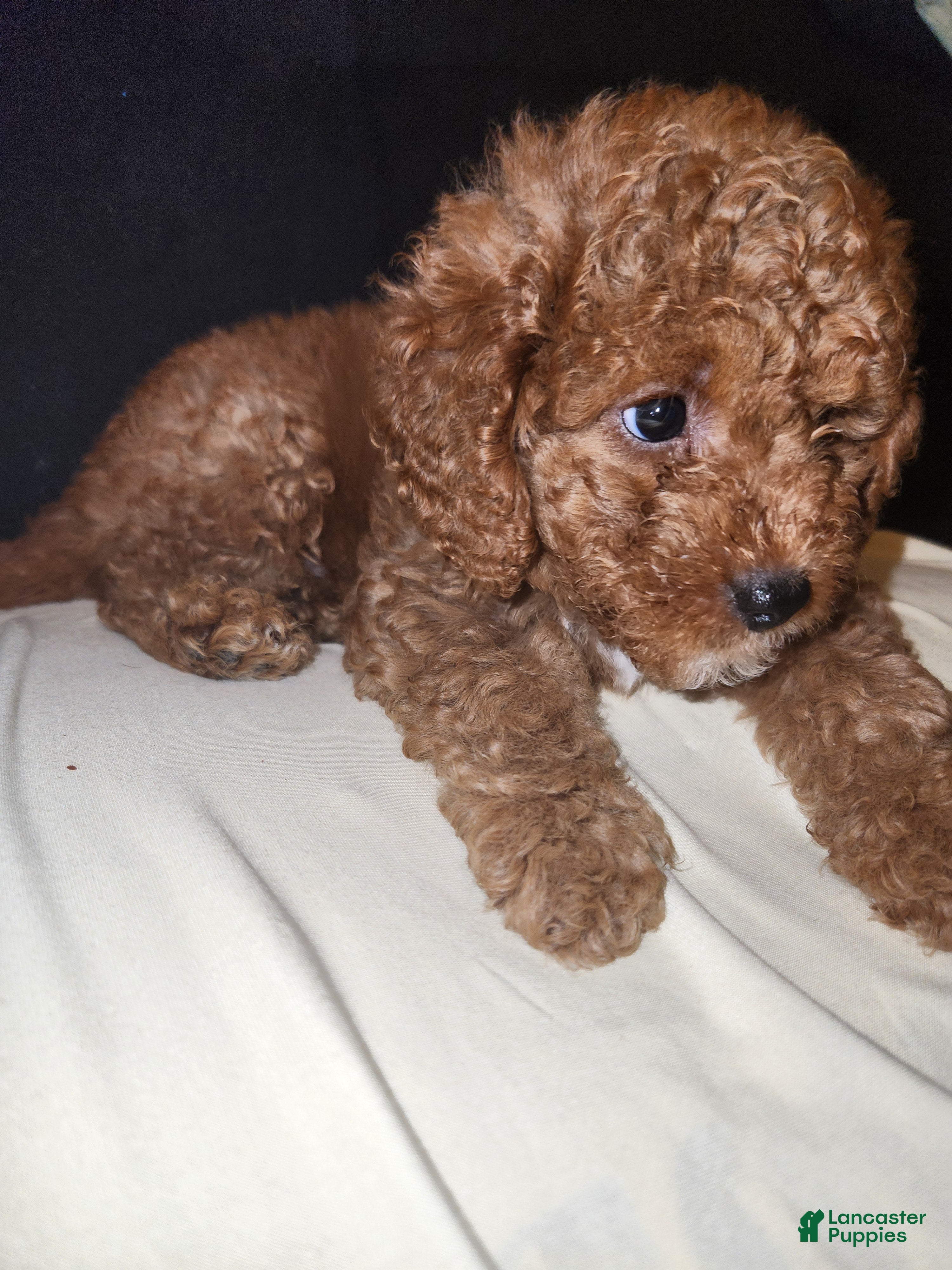 Cavapoo dogs Pharoah - Ad 4