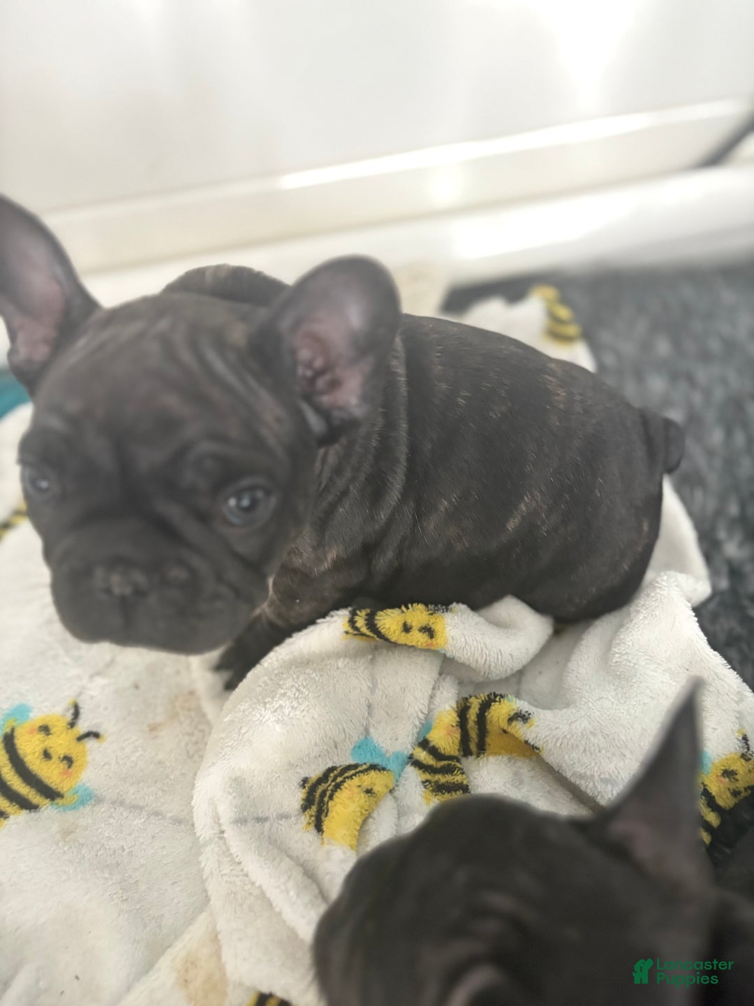 French Bulldog dogs for sale: French Bulldog Puppy 3 (purple collar) tiny - Ad 10