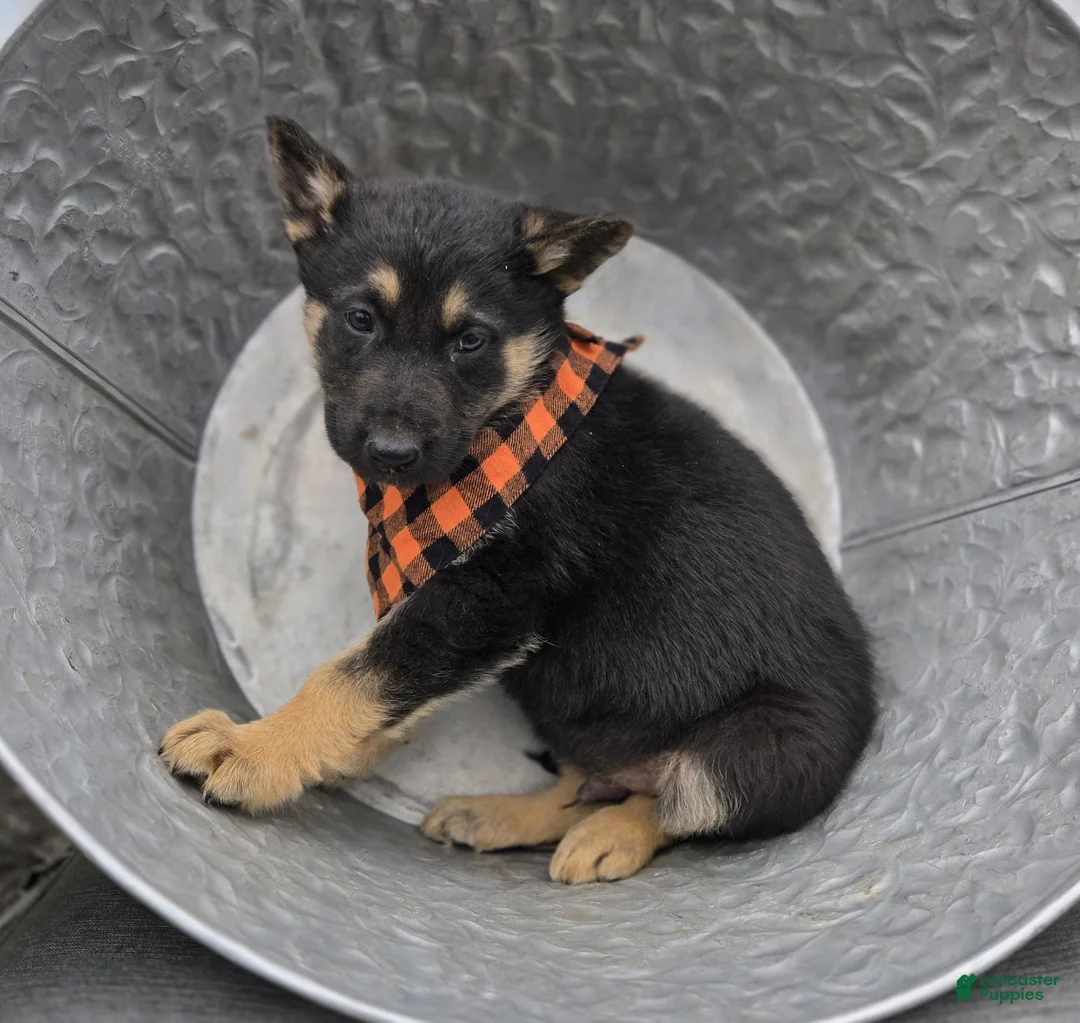 German Shepherd dogs for sale: Konnor - Ad 2