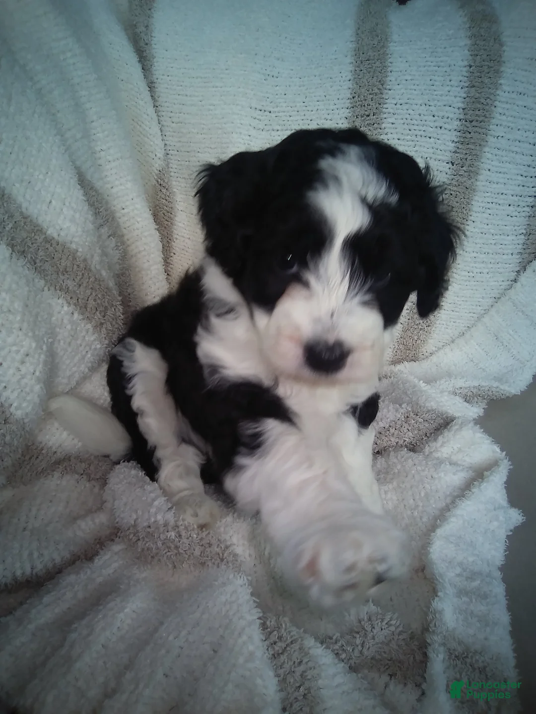 Aussiedoodle dogs for sale: Sunny - Ad 2