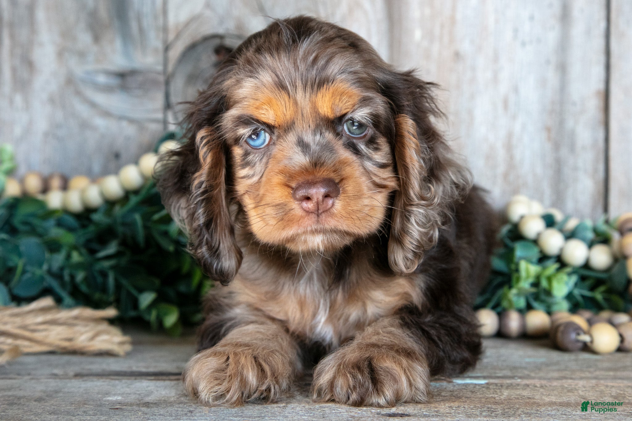 Cocker Spaniel dogs Delaney - Ad 1