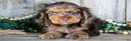 Cocker Spaniel dogs for sale: Delaney - Ad 1