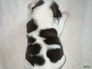 Saint Bernard dogs Betsy - Ad 28