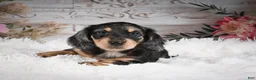 Miniature Dachshund dogs for sale: AKC-Rolo - Ad 3