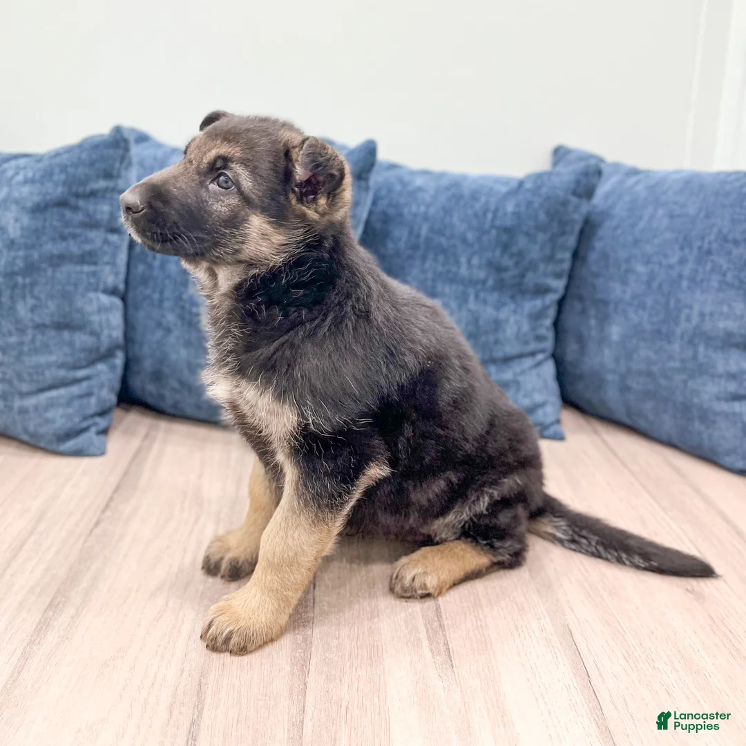 German Shepherd dogs for sale: Kandy - Ad 3