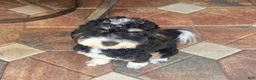 Mini Bernedoodle dogs for stud: Dutch: Stud Fee $500/ $250 deposit required - Ad 1
