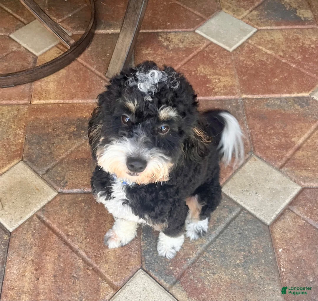 Mini Bernedoodle dogs for stud: Dutch: Stud Fee $500/ $250 deposit required - Ad 1