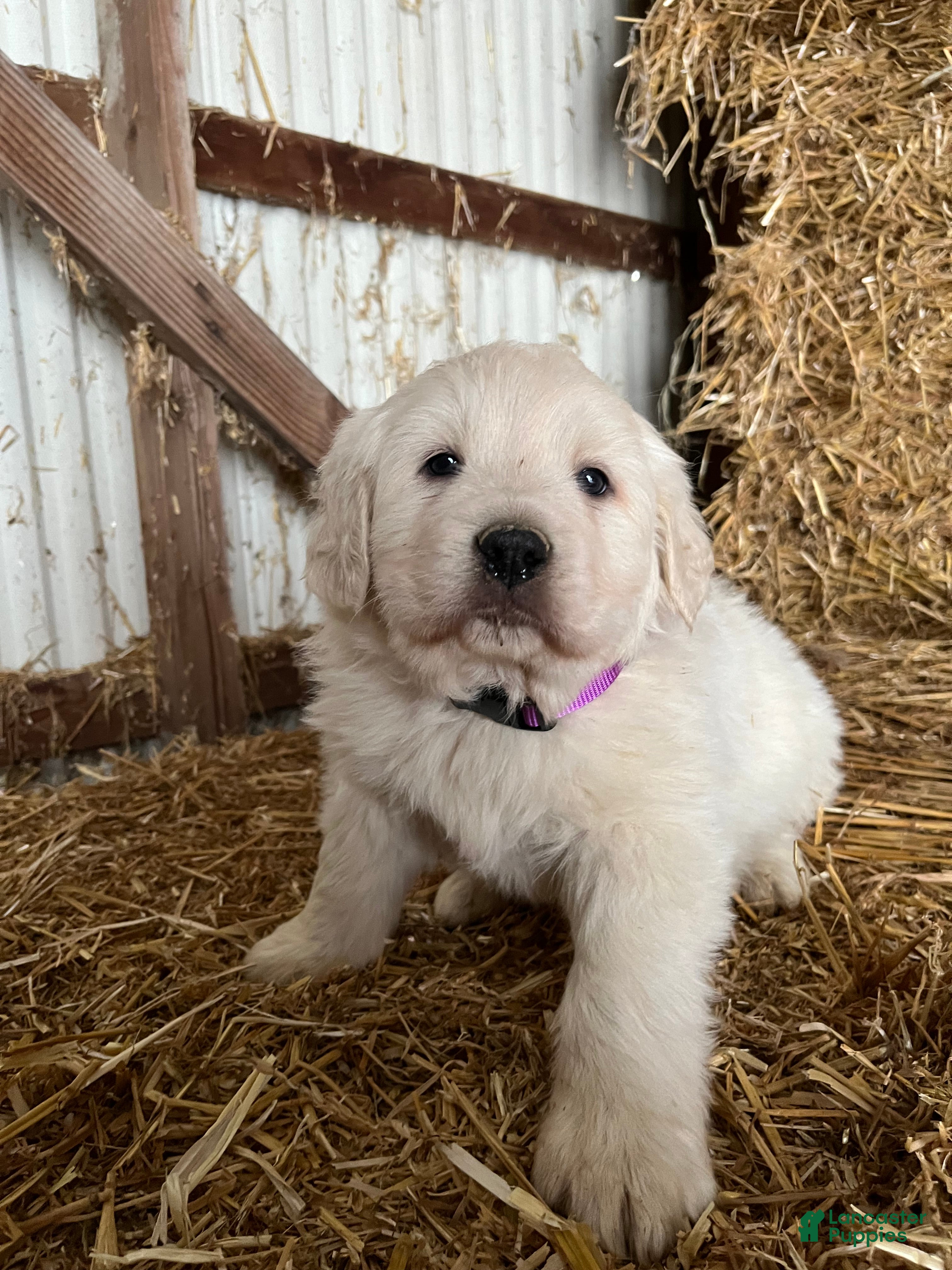Great Pyrenees dogs Azalea  - Ad 16