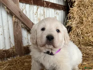 Great Pyrenees dogs Azalea - Ad 16