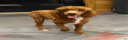 Miniature Poodle dogs for sale: Fireball - Ad 4