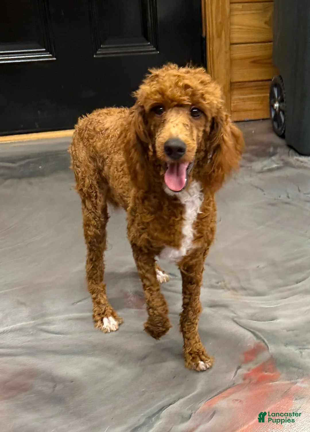 Miniature Poodle dogs for sale: Fireball - Ad 4