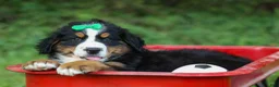 Bernese Mountain Dog dogs for sale: SCOUT - Ad 8