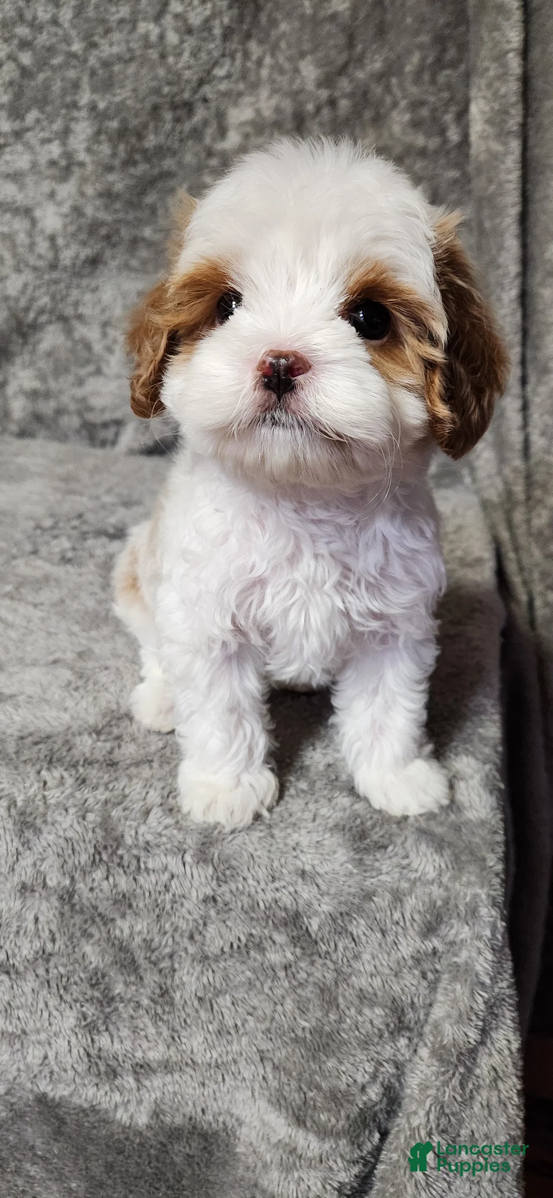 Cavapoo dogs for sale: Bubbles 🫧  - Ad 1