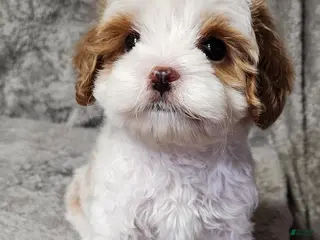 Cavapoo dogs for sale: Bubbles 🫧 - Ad 2
