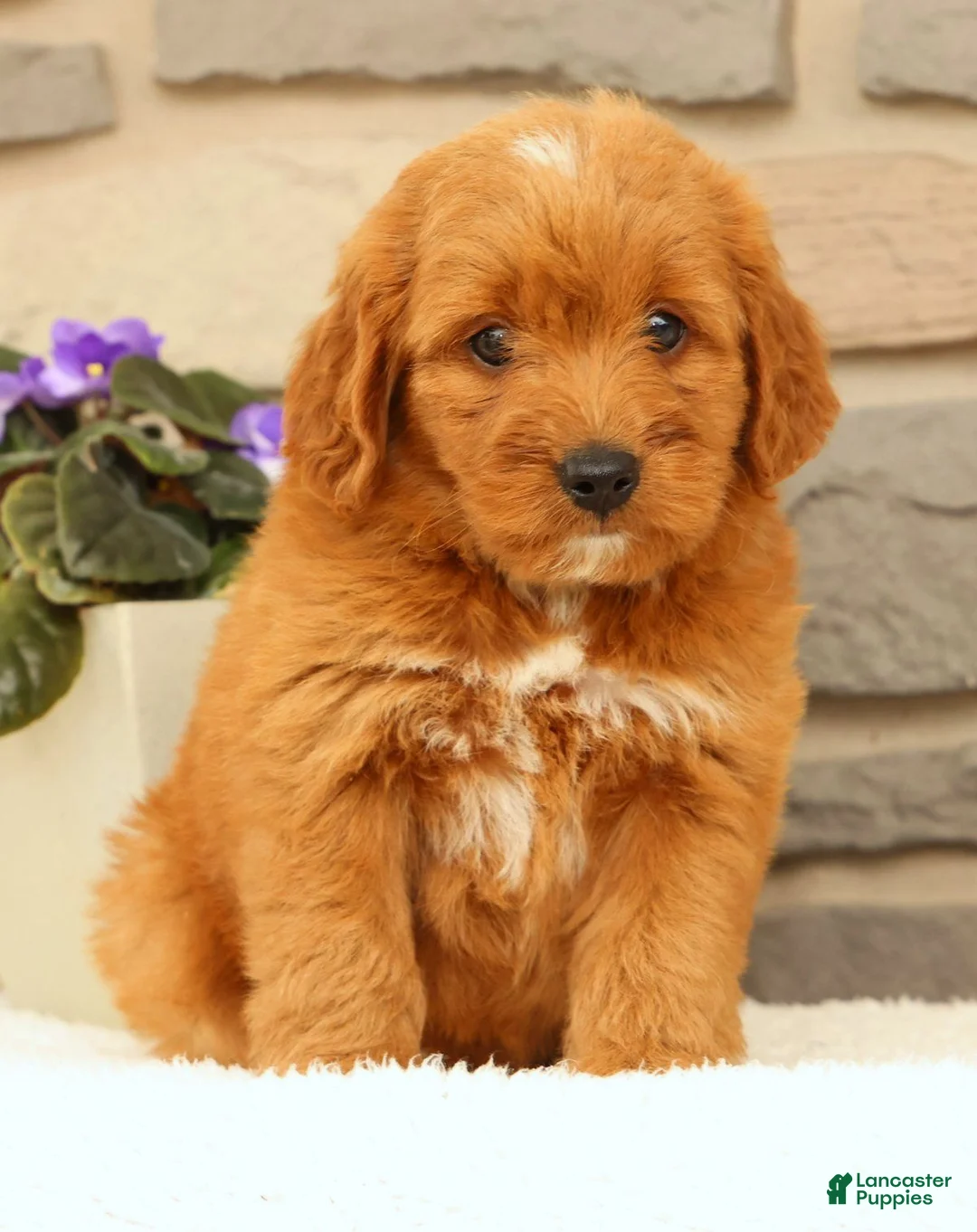Mini Goldendoodle dogs for sale: Carmella - Ad 2