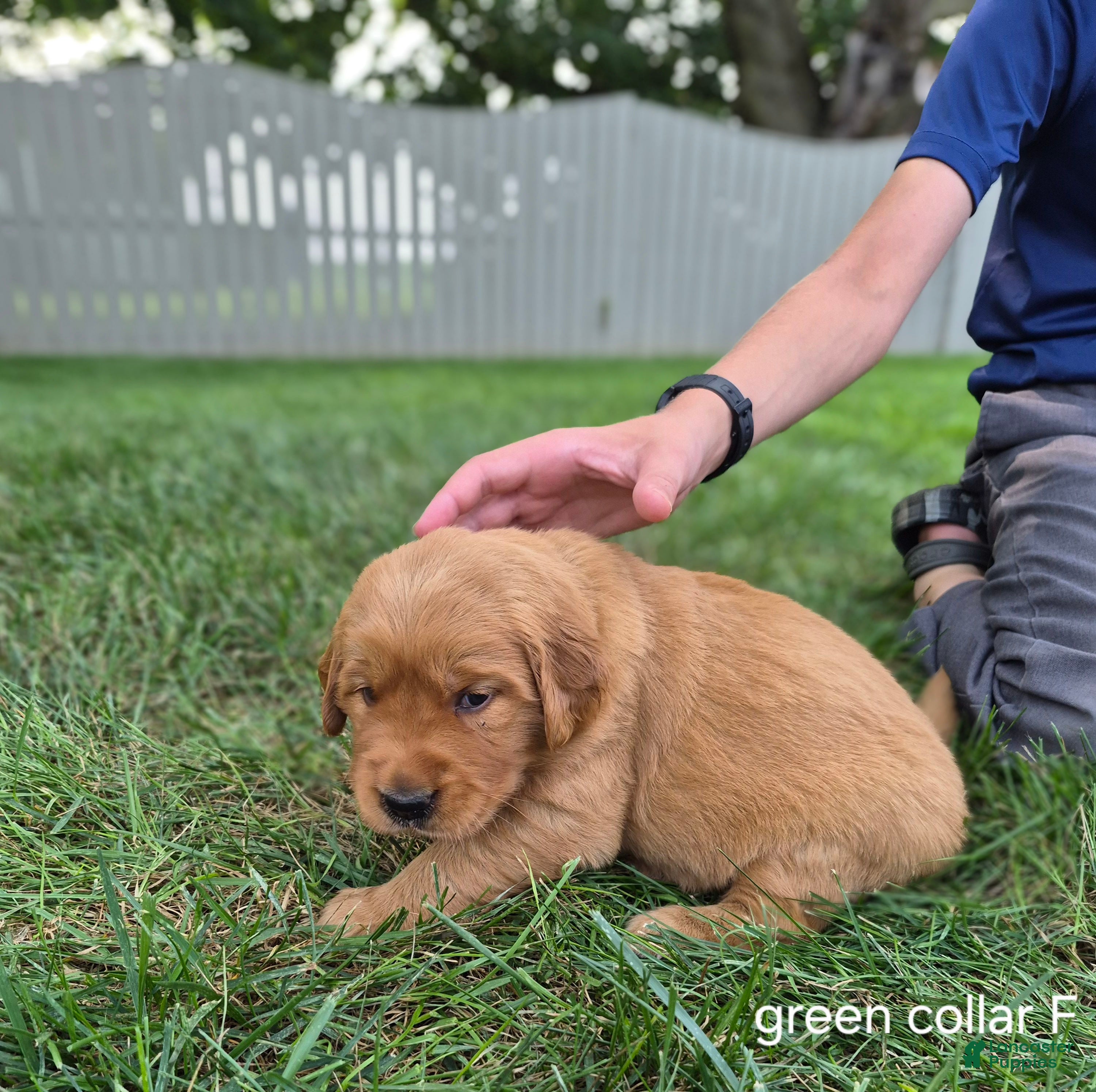 Golden Retriever dogs Penny (green collar) - Ad 2