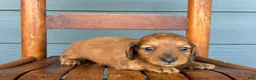 Miniature Dachshund dogs for sale: Satin - Ad 2