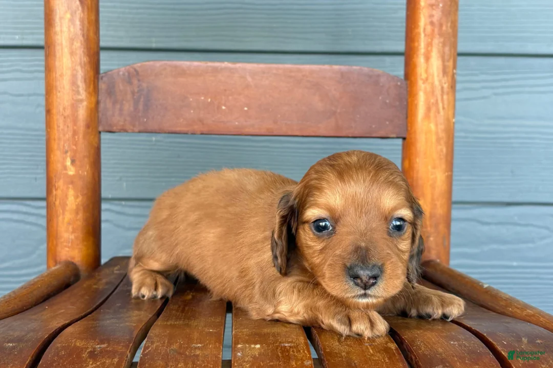 Miniature Dachshund dogs for sale: Satin - Ad 2