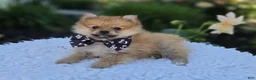 Pomeranian dogs for sale: Sparky - Ad 3
