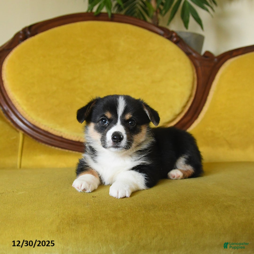 Welsh Corgi Pembroke dogs for sale: Pepper - Ad 9