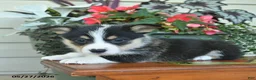 Welsh Corgi Pembroke dogs for sale: Arnold  - Ad 3