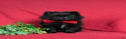Pomeranian dogs for sale: Malloy 9 lbs Full Grown - Ad 4