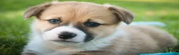 Welsh Corgi Pembroke dogs for sale: Ripley - Ad 7