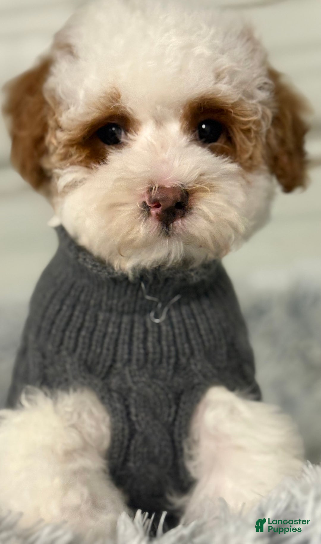 Pudelpointer dogs for sale: Alvin  - Ad 1