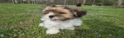 Shorkie dogs for sale: Bronco - Ad 5