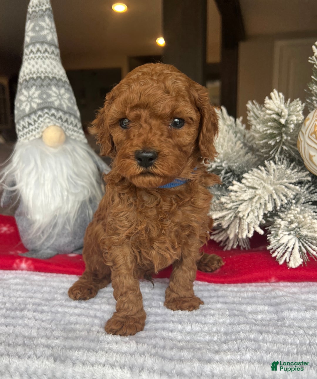 Mini Goldendoodle dogs for sale: Carter - Ad 2