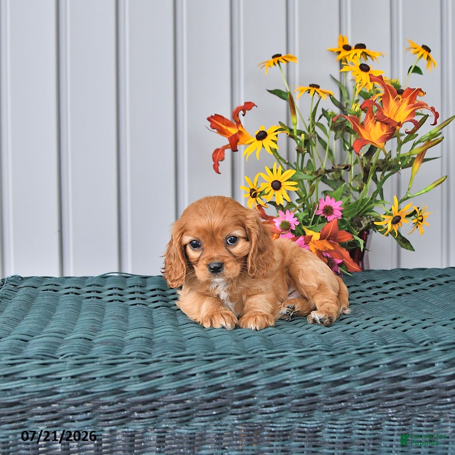 Cavalier King Charles Spaniel dogs Kaiser - Ad 2
